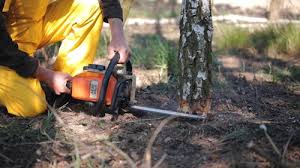 Trusted Pelican Marsh, FL Tree Care Experts