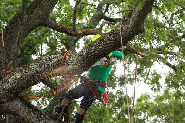 How Our Tree Care Process Works  in  Pelican Marsh, FL